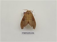 藏品(黃星凹緣天蛾)的圖片